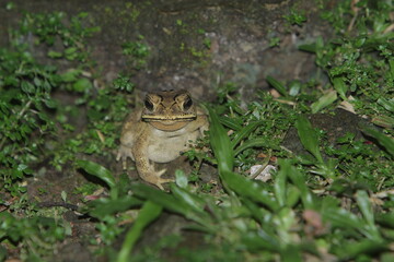 close up of a frog hunting in the bushes at night