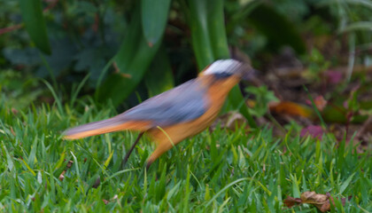 Impressionist image of bird in motion hoping across lawn blue-shouldered Robin-Chat or Cossypha cyanocampter