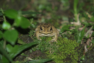 close up of a frog hunting in the bushes at night
