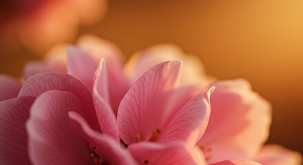Close up of delicate pink rose petals illuminated by warm sunlight