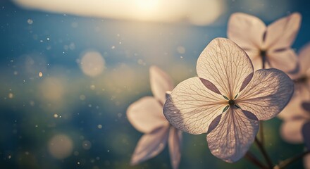 Close up of delicate white flowers with soft sunlight and bokeh background