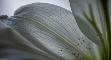 Close up of delicate white petal abstract texture and organic forms