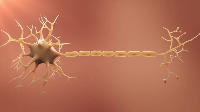 Neuron cells with synapses in the human brain firing signals. Neuron and synapse activity, Nerve conduction, Neurons transmit signals through synapses. Biology concept, 3D rendering.