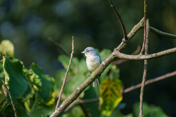 African Dusky Flycatcher or Muscicapa adusta in gardens of Inangi View Hotel