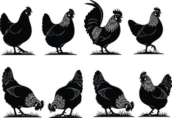 Chicken and rooster silhouette vector illustration, farm poultry design showing hens pecking grass, agricultural animal collection for rural farm artwork, livestock theme