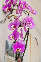 Blossoming branch of pink-purple orchid phalaenopsis on a white background, isolated