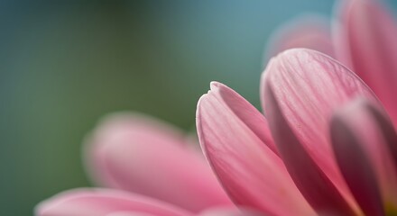 Close up of pink flower petals soft focus with blurred background copy space
