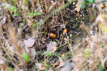 A picturesque autumn scene featuring acorns surrounded by dry, golden grass and fallen leaves