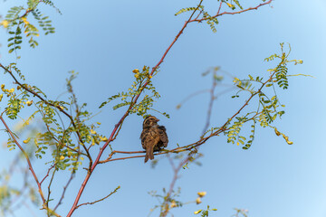 Streaky-headed seedeater or Crithagra gularis sitting on branch rear view with head turned right in Inangi View Mountain Lodge.
