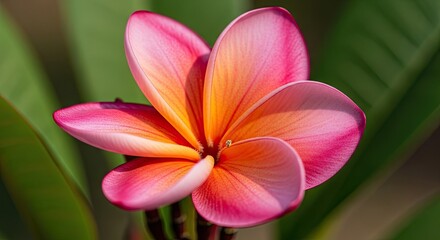 Fototapeta premium Close-up of a vibrant pink and orange plumeria flower with blurred green foliage background