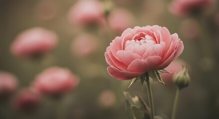 Fototapeta premium Close up of pink rose flower with blurred background of similar blooms