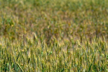 Fototapeta premium A lush rice field flourishes beautifully under the bright and warm sunlight of summer