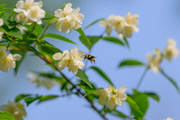 A Beautiful and Colorful Bee Pollinating Vibrant Jasmine Flowers Under the Bright Sunny Sky