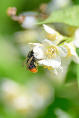 A busy bumblebee diligently pollinating a delicate white flower in a vibrant spring garden