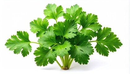 Fresh and vibrant parsley leaves, perfect for adding flavor and freshness to any dish. The lush green leaves showcase the natural beauty of this versatile herb.