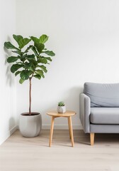 Minimalist interior design featuring a potted fiddle leaf fig tree next to a grey sofa and wooden side table