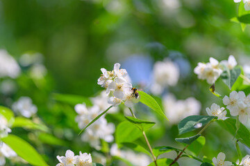 A Beautiful CloseUp Image of Stunning White Flowers Featuring a Bee in Its Natural Habitat