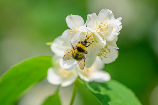 A beautiful bee is busy pollinating a stunning white flower that is currently in full bloom - Powered by Adobe