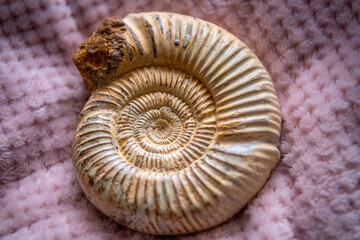 A striking close-up of a spiral ammonite fossil reveals intricate patterns and textures