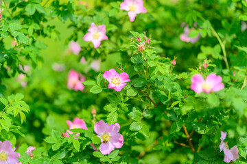 Gorgeous Pink Wildflowers Gracefully Surrounded by Vibrant Lush Green Foliage and Leaves