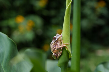 Frog among clinging to unfurled calla lily Ingagi Park View Lodge,Kinigi, Rwanda.