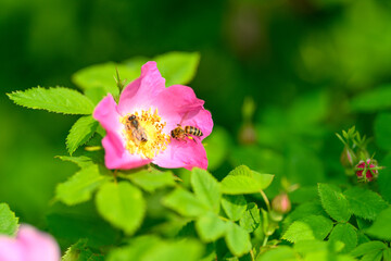 Bees are busy pollinating beautiful pink flowers that bloom amidst lush greenery