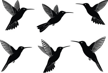 PrintHummingbird silhouette vector illustration showing multiple flying birds with detailed wings, black and white tropical wildlife design, elegant nature and freedom concept