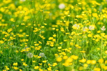 A Beautiful and Vibrant Yellow Flower Field in Full and Colorful Bloom During Springtime
