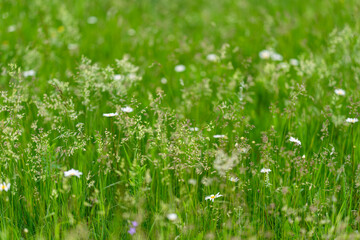 A Beautiful and Vibrant Green Meadow That is Filled with Colorful Wildflowers in Full Bloom
