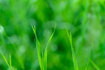 Lush Green Grass Under Soft, Inviting Natural Light That Gently Illuminates the Scene