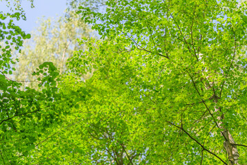 Lush and Vibrant Green Leaves in a Beautiful Sunlit Forest, a Perfect Natural Escape