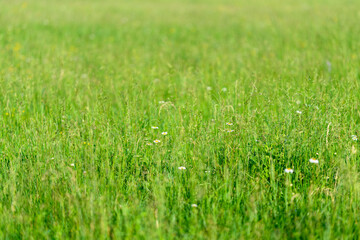 Beautiful Vibrant Green Grass Field Flourishing with Colorful Wildflowers in Abundance