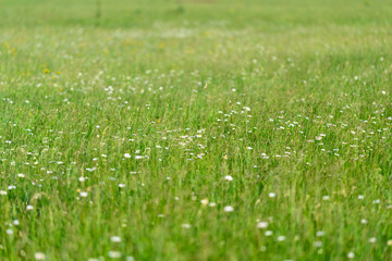 A beautiful, vibrant green meadow adorned with a variety of wildflowers during springtime