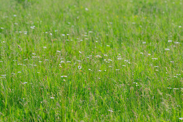 A Vibrant and Lush Green Meadow Filled with Colorful Wildflowers Bursting into Bloom in Spring