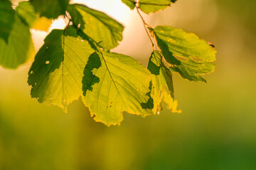 Vibrant Green Leaves Bathed in Gentle and Soft Natural Light, Showcasing Their Beauty and Vitality