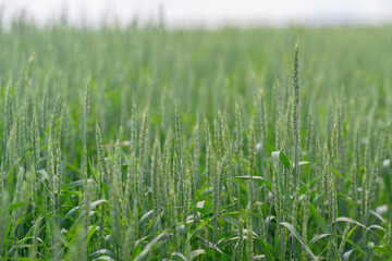 A Vast Green Field Abundant with Growing Grass and Thriving Crops Beneath a Cloudy Sky