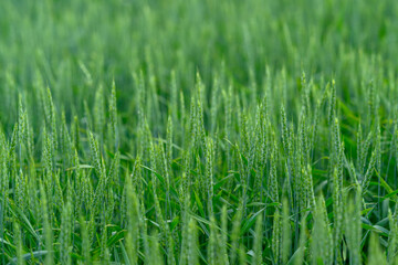 A Vibrant Green Wheat Field is Now Fully Ready for Harvest During the Warm Summer Season