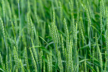 Obraz premium A Lush and Vibrant Green Wheat Field Is Fully Prepared and Ready for the Upcoming Harvest
