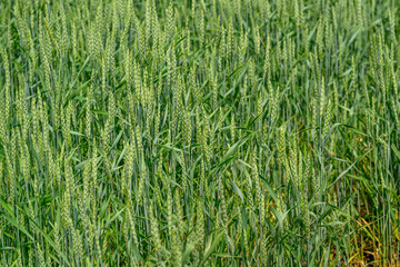 Lush, Vibrant Green Wheat Field Poised and Ready for a Bountiful Harvest Season Ahead