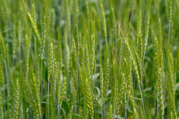A Beautiful, Lush Green Wheat Field in the Early Growth Stage of its Development