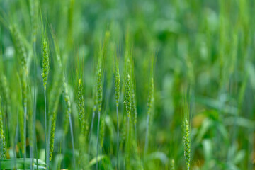 A Vibrant and Lush Green Wheat Field Extending Under the Bright Sunlight That Is Glowing in the Sky
