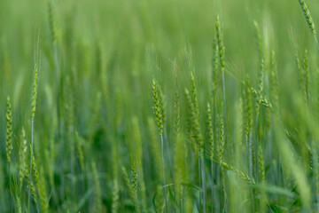 Lush and Vibrant Green Grass Flourishing in a Beautiful Field Under the Clear Sky