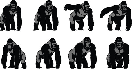 Large gorilla illustrations set, powerful African silverback primates standing and walking, for jungle, wildlife, and zoo themes. © Creatives Selim