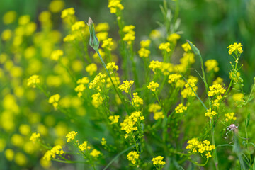 Obraz premium Vibrant Yellow Wildflowers Flourishing and Blooming Beautifully in a Lush Green Field