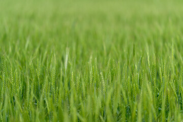 Obraz premium A Lush Green Grass Field Adorned with Dew Drops in Soft and Dreamy Focus for Aesthetic Appeal