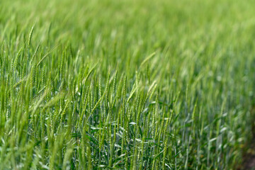 This is a beautiful, lush green wheat field that is completely ready for the harvest