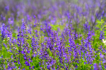 Obraz premium Gorgeous Purple Wildflowers Blooming Beautifully in a Vibrant Field of Natures Splendor