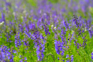 Obraz premium A Stunningly Vibrant Lavender Field in Full Bloom, Bursting with Lively Colors and Beauty