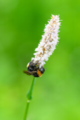 A Bumblebee perched gracefully on a colorful Flower in a lush green Backyard, thriving