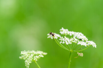 A bee rests delicately on a vibrant wildflower in a lush, green, open field full of life